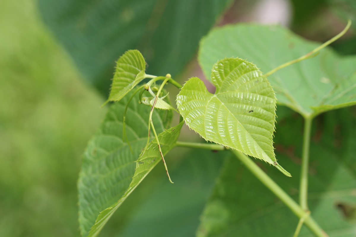 Cissus latifolia Lam.